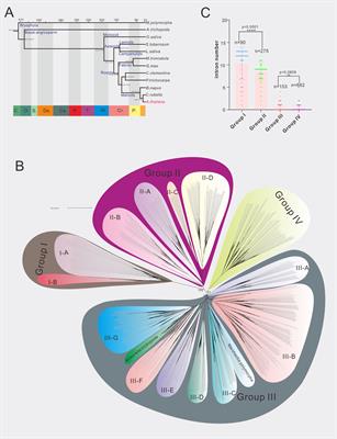 Phylogenetic and AlphaFold predicted structure analyses provide insights for A1 aspartic protease family classification in Arabidopsis